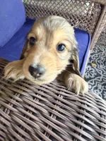 💙Gus💙, a male Miniature Dachshund for sale in Plum, PA – 2 of 8