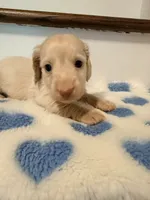 💚Fozzy💚, a male Miniature Dachshund for sale in Plum, PA – 3 of 8