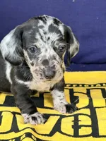 💙Smokey💙, a male Miniature Dachshund for sale in Plum, PA – 7 of 10