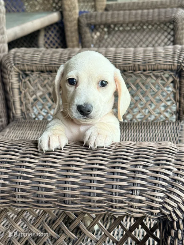 🩵Olaf🩵 – Miniature Dachshund puppy for sale in Plum, PA