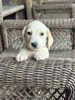 🩵Olaf🩵, a male Miniature Dachshund for sale in Plum, PA – 1 of 8