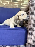 💚Guinness💚, a male Miniature Dachshund for sale in Plum, PA – 6 of 8