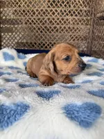 Bingo, a male Miniature Dachshund for sale in Plum, PA – Photo 4 of 7