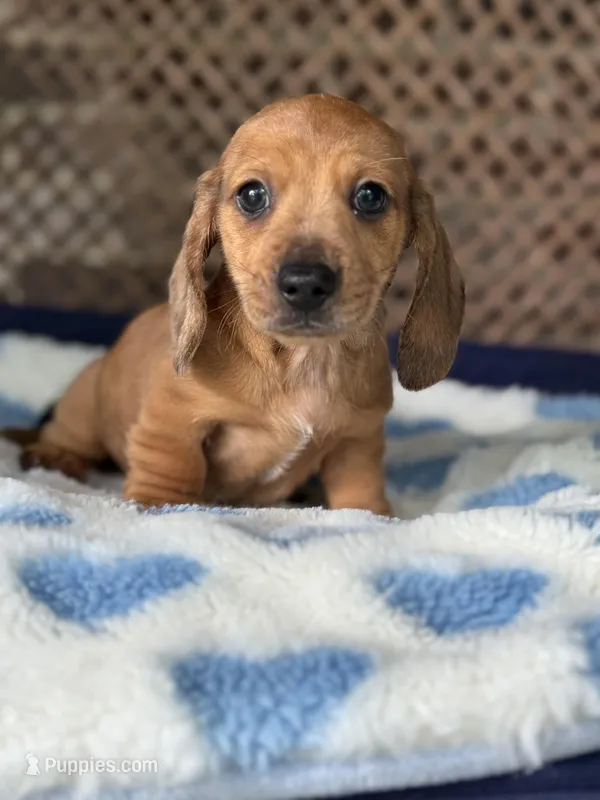 Bingo, a male Miniature Dachshund for sale in Plum, PA – Photo 1 of 7