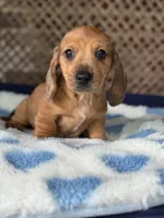 Bingo, a male Miniature Dachshund for sale in Plum, PA – Photo 1 of 7