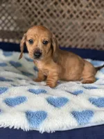 Bingo, a male Miniature Dachshund for sale in Plum, PA – Photo 3 of 7
