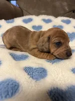 Bingo, a male Miniature Dachshund for sale in Plum, PA – Photo 5 of 7