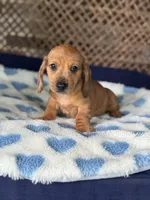 Bingo, a male Miniature Dachshund for sale in Plum, PA – Photo 2 of 7