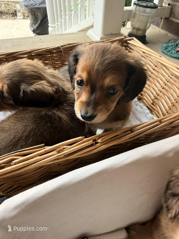 🩷Ruby🩷 – Miniature Dachshund puppy for sale in Plum, PA
