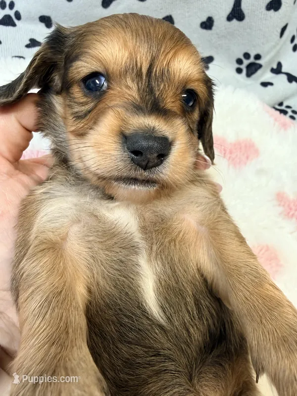 🩷Ruby🩷 – Miniature Dachshund puppy for sale in Plum, PA