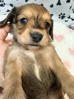 🩷Ruby🩷, a female Miniature Dachshund for sale in Plum, PA – Photo 1 of 5