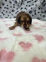 🩷Ruby🩷, a female Miniature Dachshund for sale in Plum, PA – Photo 2 of 5