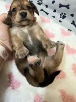 🩷Ruby🩷, a female Miniature Dachshund for sale in Plum, PA – Photo 4 of 5