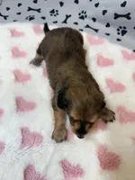 🩷Ruby🩷, a female Miniature Dachshund for sale in Plum, PA – Photo 3 of 5