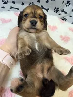 🩷Ruby🩷, a female Miniature Dachshund for sale in Plum, PA – Photo 5 of 5