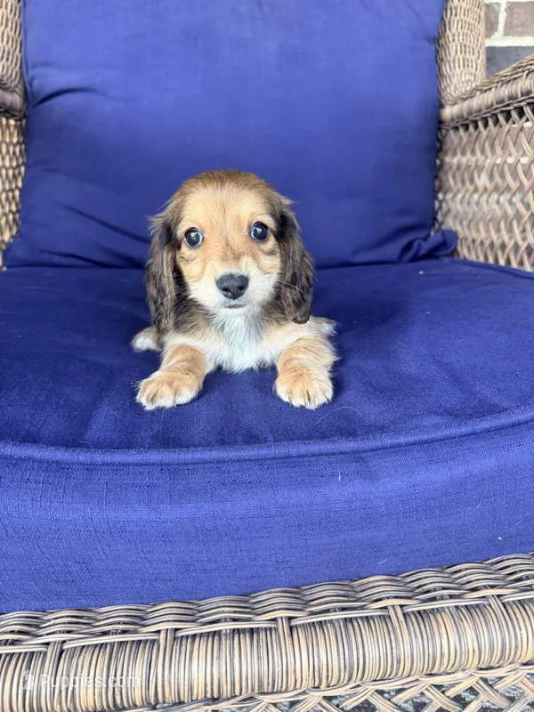 🩷Ruby🩷 – Miniature Dachshund puppy for sale in Plum, PA
