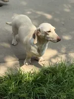 🩵Olaf🩵, a male Miniature Dachshund for sale in Plum, PA – 8 of 8