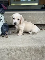 🩵Olaf🩵, a male Miniature Dachshund for sale in Plum, PA – 3 of 8