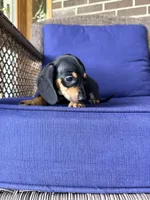 🩷Greta🩷, a female Miniature Dachshund for sale in Plum, PA – 6 of 7