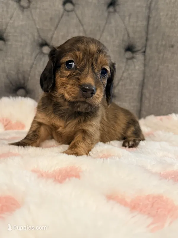🩷April🩷 – Miniature Dachshund puppy for sale in Plum, PA