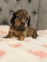 🩷April🩷, a female Miniature Dachshund for sale in Plum, PA – 1 of 4