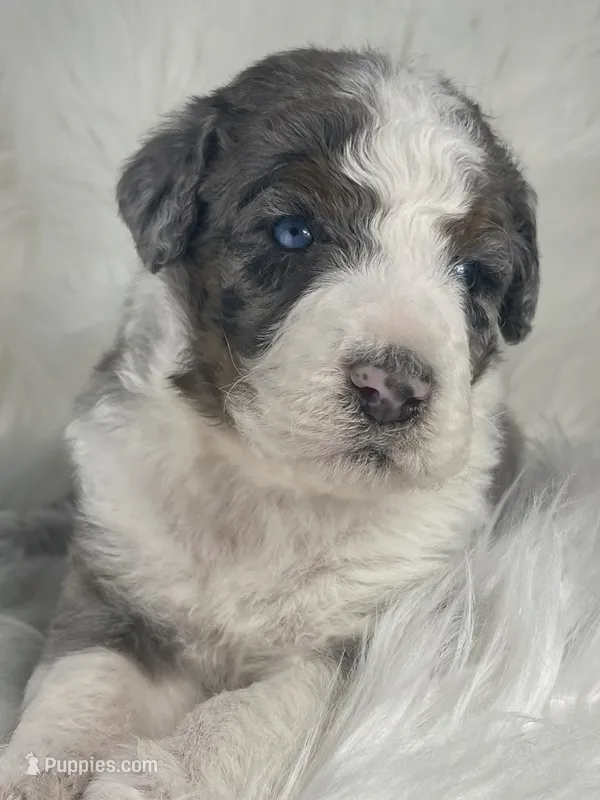 BLUE EYES! Scrabble – Bernedoodle puppy for sale in Paris, TX