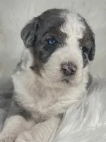 BLUE EYES! Scrabble, a male Bernedoodle for sale in Paris, TX – 1 of 7