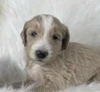 Monopoly , a male Goldendoodle and English Goldendoodle for sale in Paris, TX – 1 of 8
