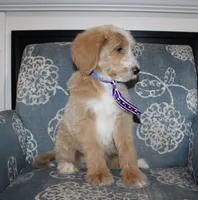 Teddy Bear, a male Goldendoodle and English Goldendoodle for sale in Paris, TX – 7 of 9