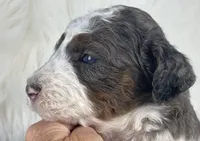 Skip-Bo - Blue Marbled Eye, a male Bernedoodle for sale in Paris, TX – 3 of 6
