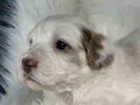 Cotton Candy, a female Miniature Bernedoodle for sale in Paris, TX – 4 of 8