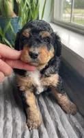 Obsidian, a female Miniature Bernedoodle for sale in Paris, TX – 5 of 7