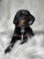 Uno, a female Bernedoodle for sale in Paris, TX – 2 of 5