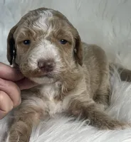 Chess, a male Bernedoodle for sale in Paris, TX – 1 of 5