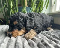 Obsidian, a female Miniature Bernedoodle for sale in Paris, TX – 4 of 7