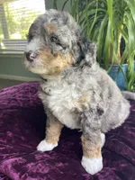 Jasper, a male Miniature Bernedoodle for sale in Paris, TX – 3 of 4