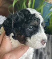 Onyx, a female Miniature Bernedoodle for sale in Paris, TX – 3 of 5
