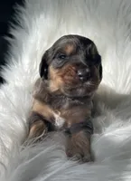 Yahtzee, a female Bernedoodle for sale in Paris, TX – 2 of 6