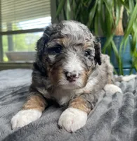 Jasper, a male Miniature Bernedoodle for sale in Paris, TX – 4 of 5