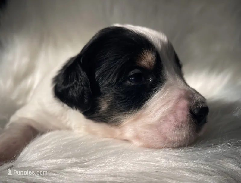 Domino – Bernedoodle puppy for sale in Paris, TX