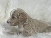 Monopoly , a male Goldendoodle and English Goldendoodle for sale in Paris, TX – 4 of 8