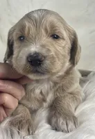 Solitaire, a female Goldendoodle and English Goldendoodle for sale in Paris, TX – 3 of 5