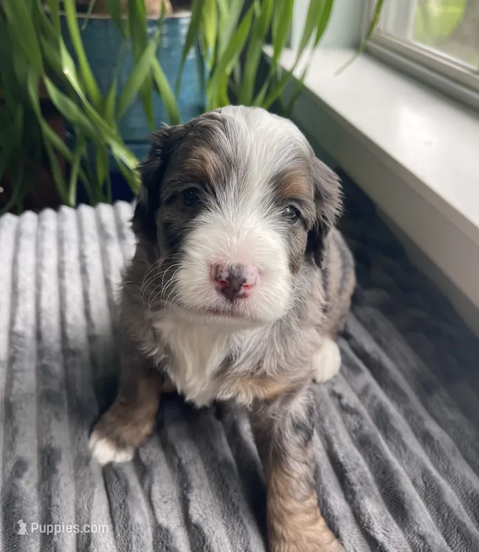 Topaz – Miniature Bernedoodle puppy for sale in Paris, TX