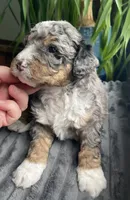 Jasper, a male Miniature Bernedoodle for sale in Paris, TX – 2 of 5
