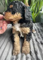 Obsidian, a female Miniature Bernedoodle for sale in Paris, TX – 7 of 7