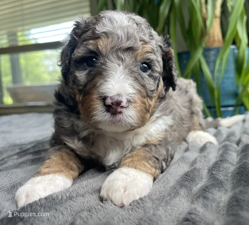Jasper – Miniature Bernedoodle puppy for sale in Paris, TX