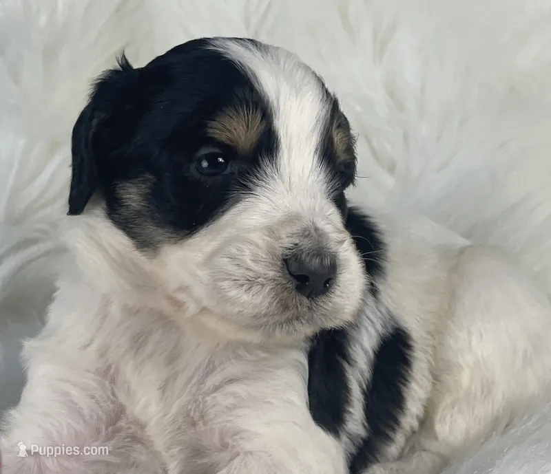 Domino – Bernedoodle puppy for sale in Paris, TX