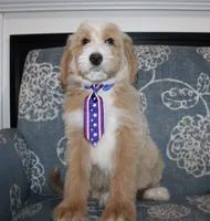 Teddy Bear, a male Goldendoodle and English Goldendoodle for sale in Paris, TX – 8 of 9