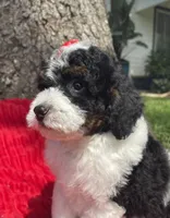 Onyx, a female Miniature Bernedoodle for sale in Paris, TX – 2 of 5