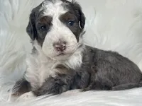Skip-Bo - Blue Marbled Eye, a male Bernedoodle for sale in Paris, TX – 4 of 6